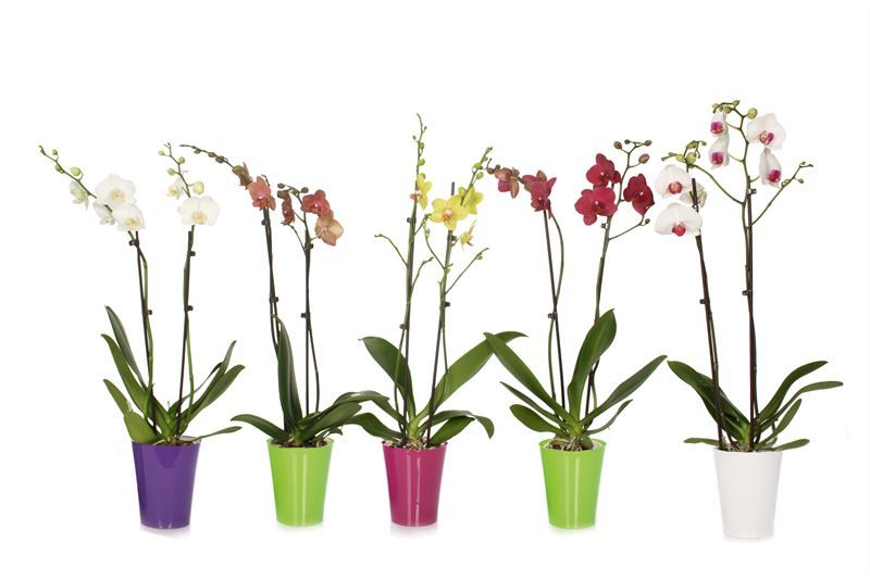 Linge p12 mix Phal mix 2T14+, D 12