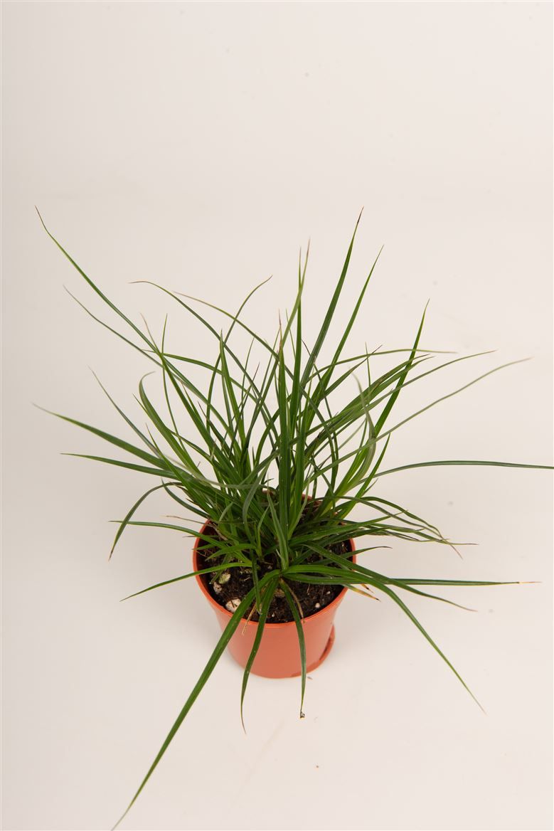 Carex brunnea, D 5,5