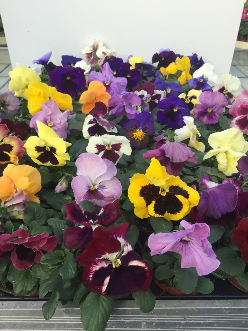 VIOLA WITTROCKIANA-HYBRID 'DELTA', D 9