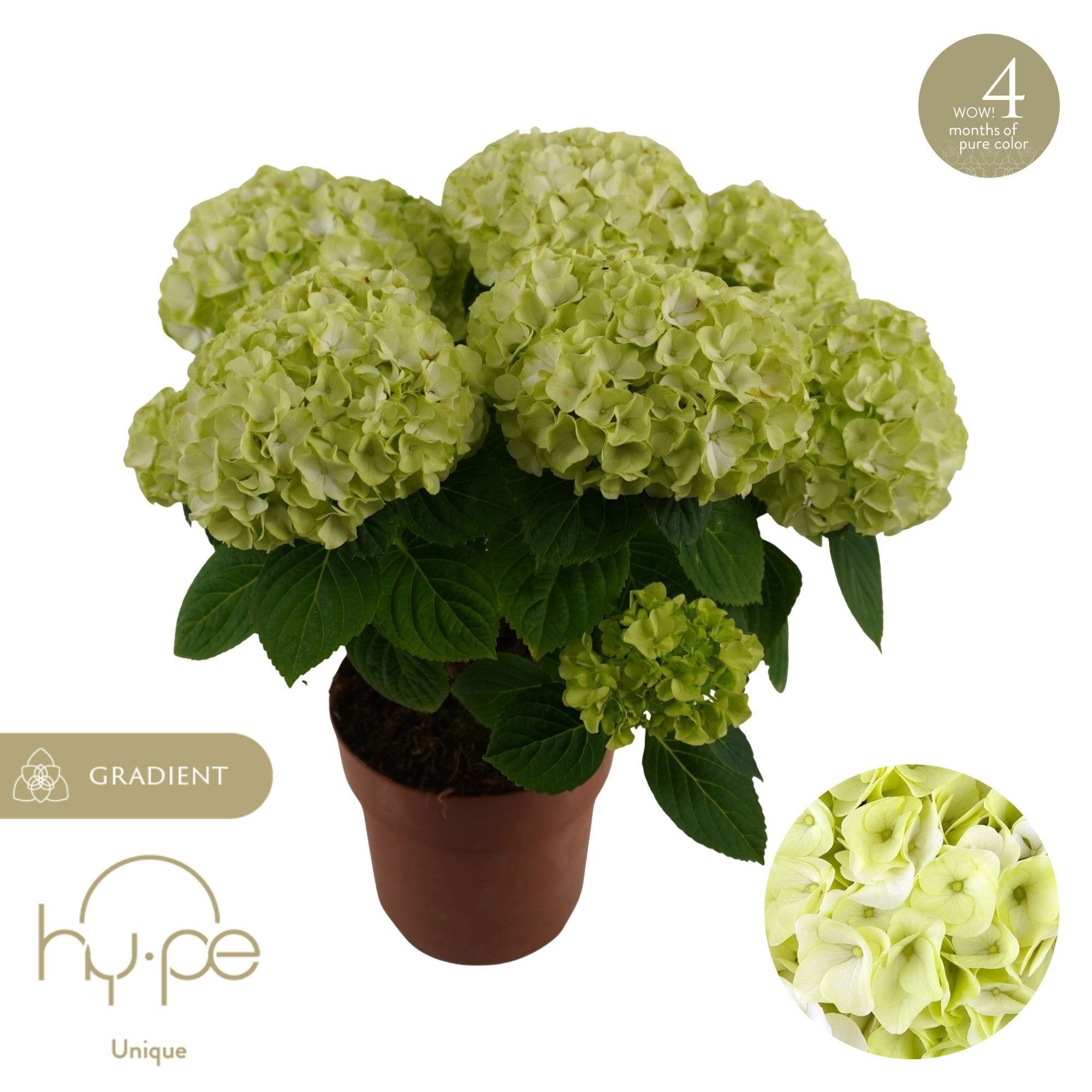 Hydrangea Hi Hailstone 5+ | Hy-pe Unique, D 14