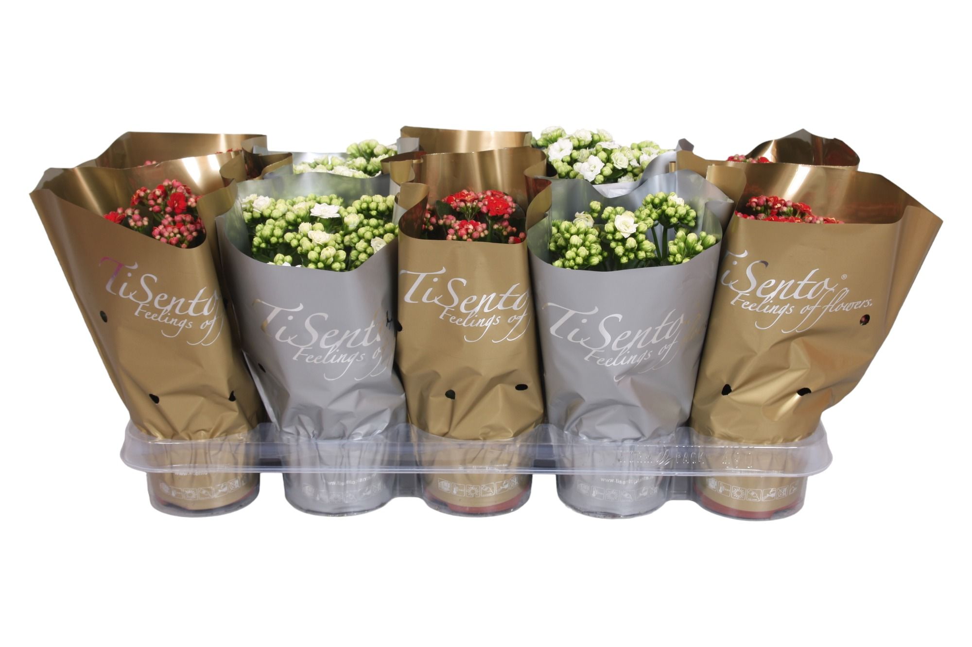 Calandiva 12 cm Gold/Silver met gliter, D 12