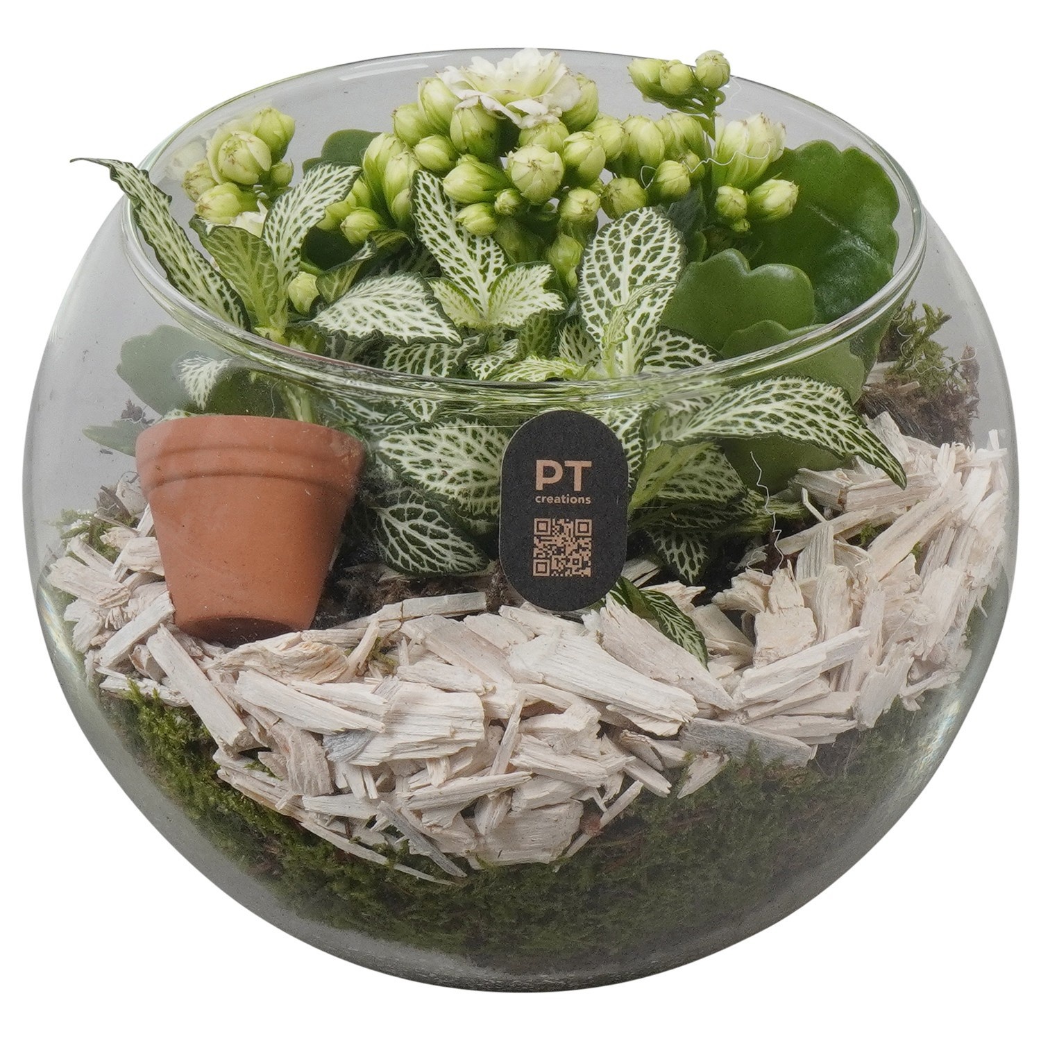 PTIG2614 Arrangement Indoor in glazen vissenkom, D 16