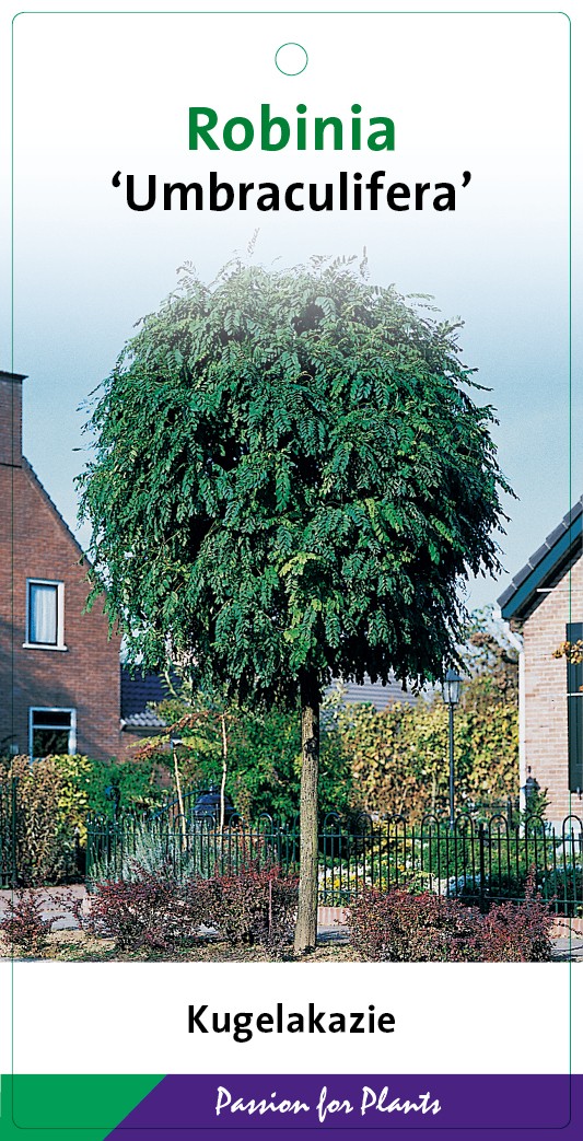 Robinia ps. 'Umbraculifera' 60CMSTC3, D 19 cm