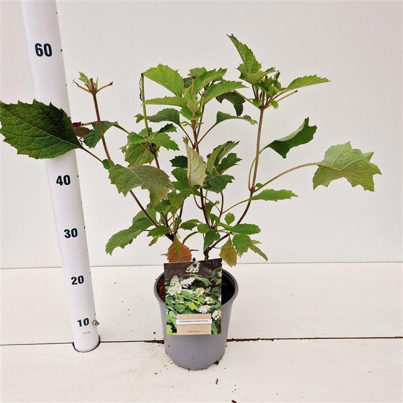 Hydrangea quercifolia, D 17