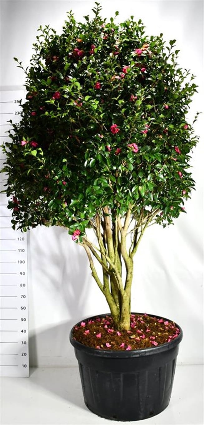 Camellia hiem. 'Kanjiro', D 83