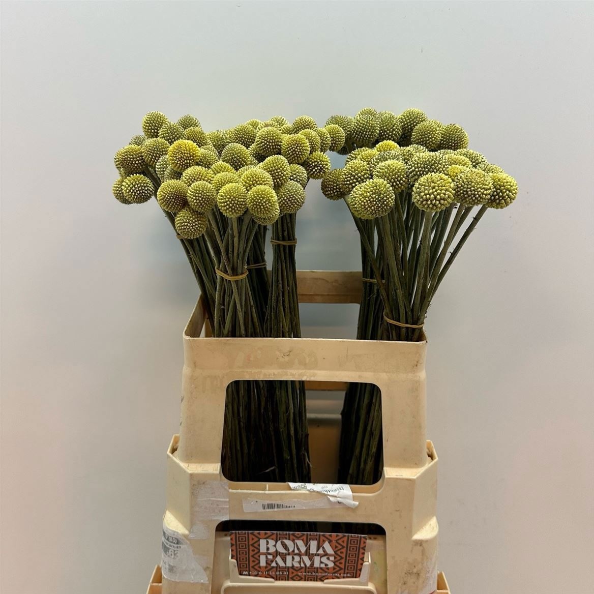 Краспедия Овериг 50, шт.