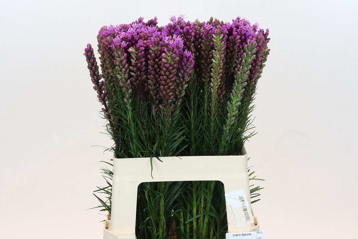 Лиатрис Спиката 60 (фиолет.), шт.