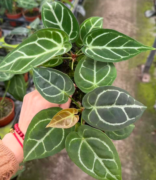 Алоказия Крйстал мискелланеаус 10 23