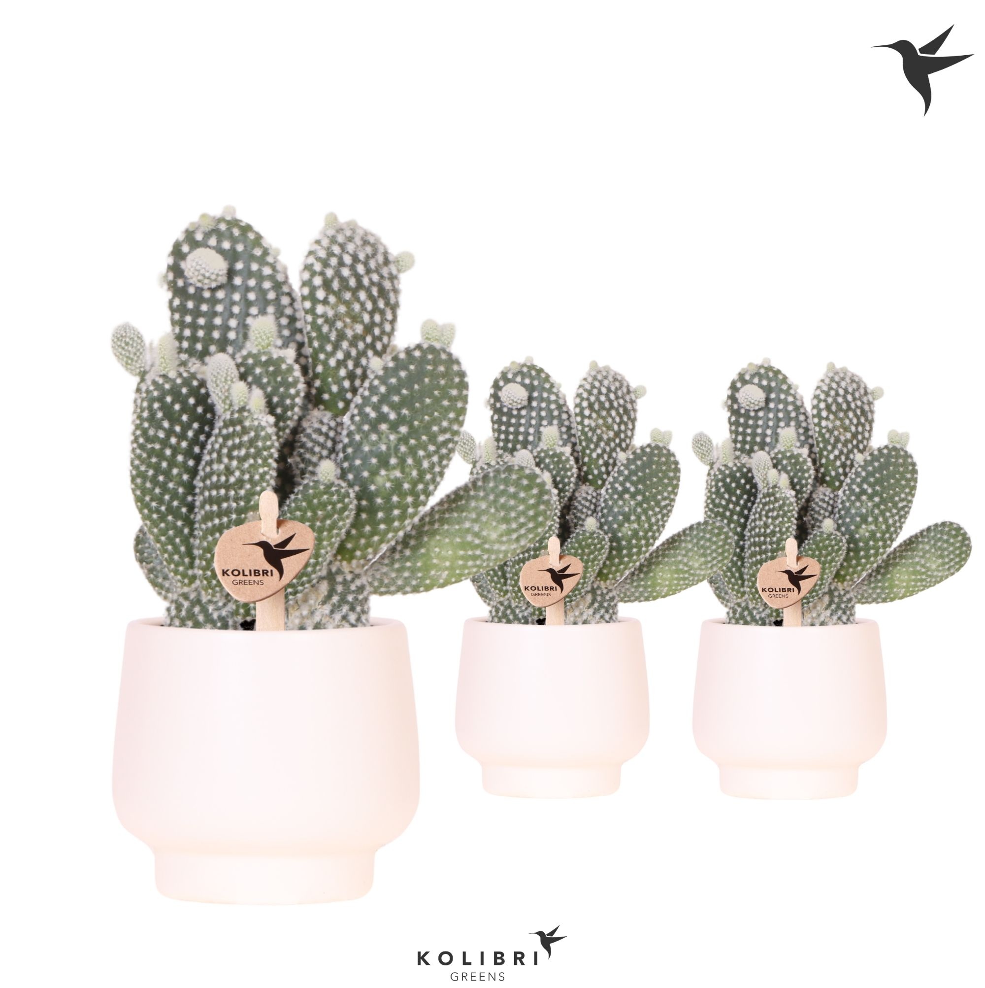 Kolibri Greens Opuntia white in Scandic pot white, D 9 cm