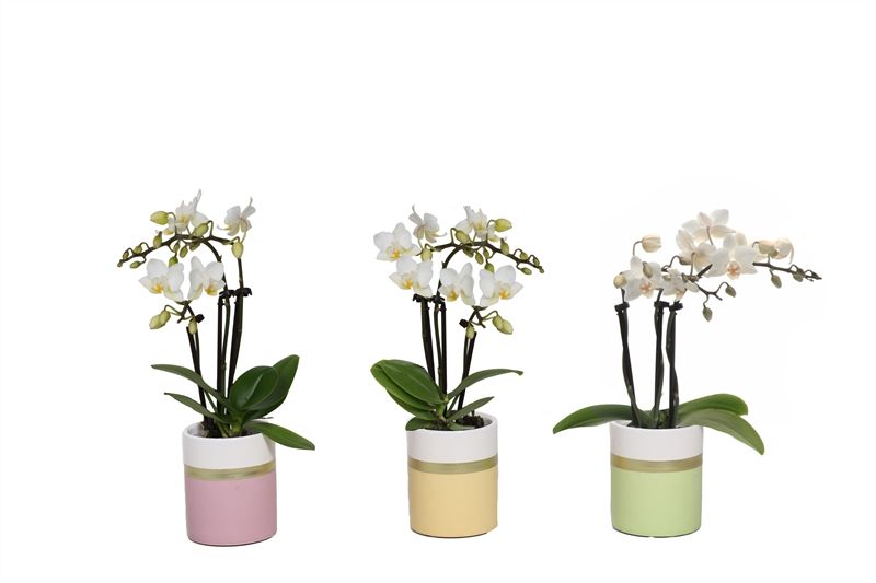 Dolomite p06 Horizon pastel mix Phal Tiny Dolls white 3T18+ Aqu@, D 6