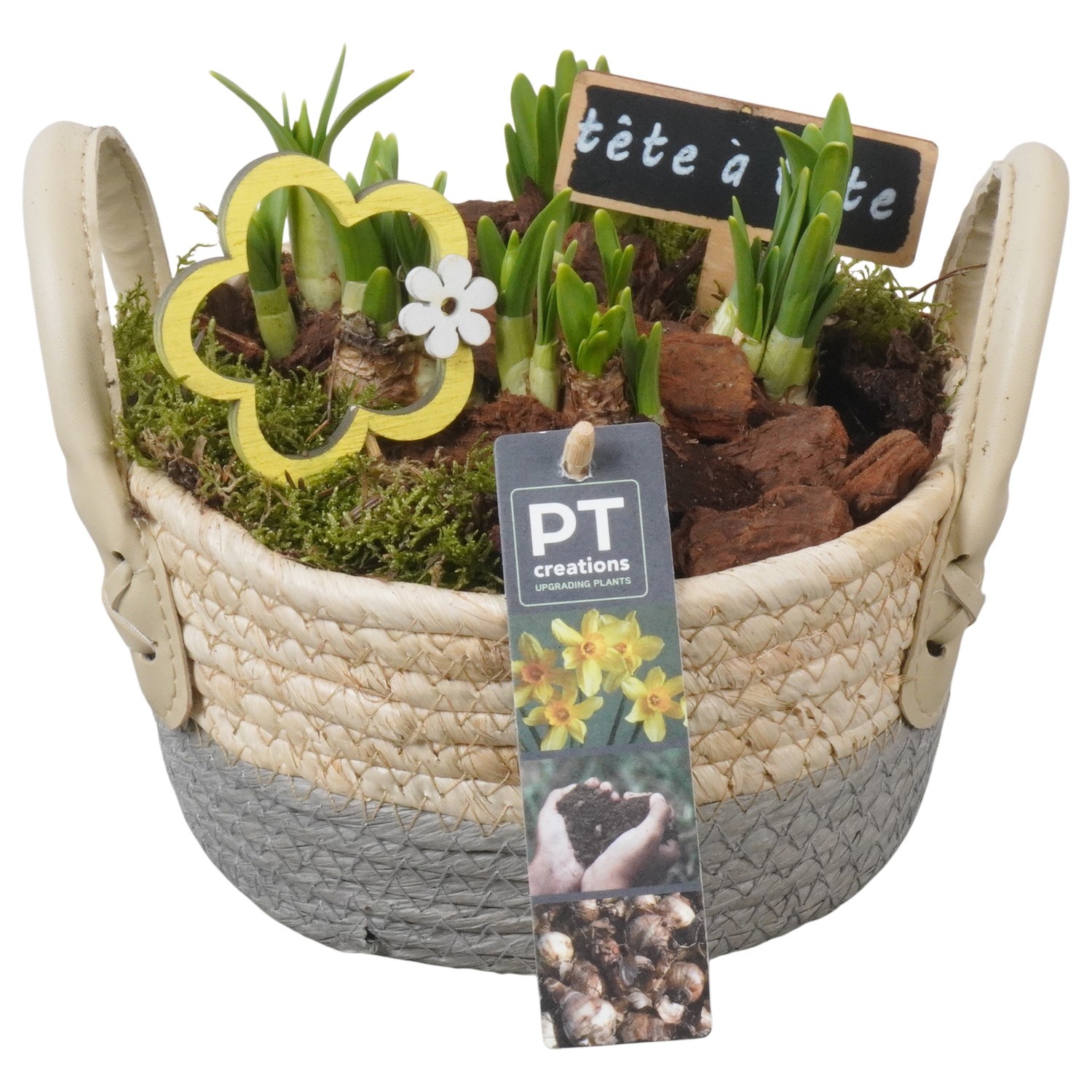 PTN8623 Arrangement Narcissus in rieten mand, D 17