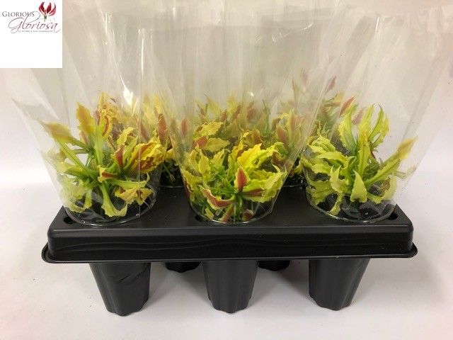 Глориоза Твин Колор 20, шт.