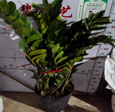 Замиокулькас Мани триб 30 95