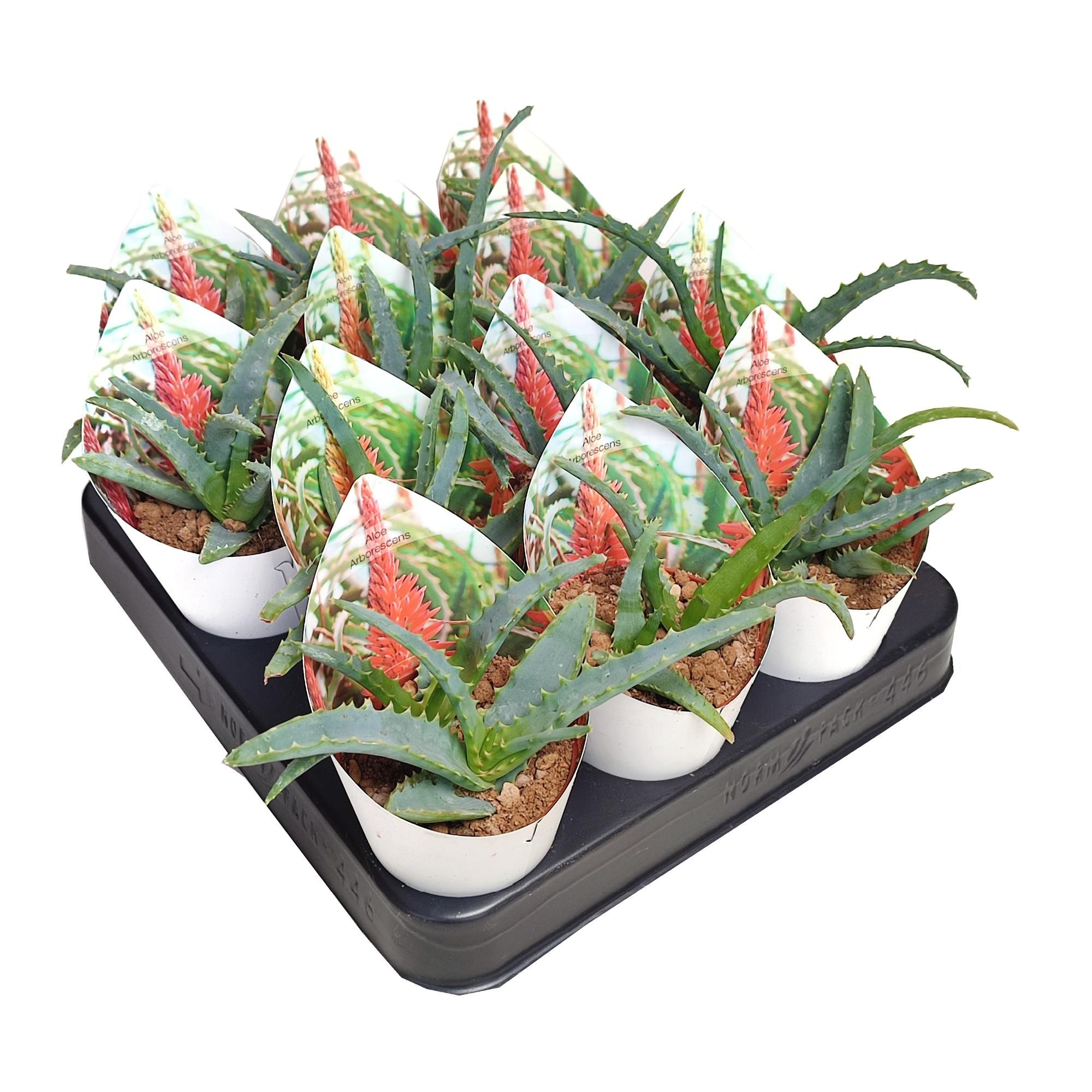 ALOE ARBORESCENS - POT Ø 6,5 WITH POTCOVER (SUCCULENTEN), D 6,5