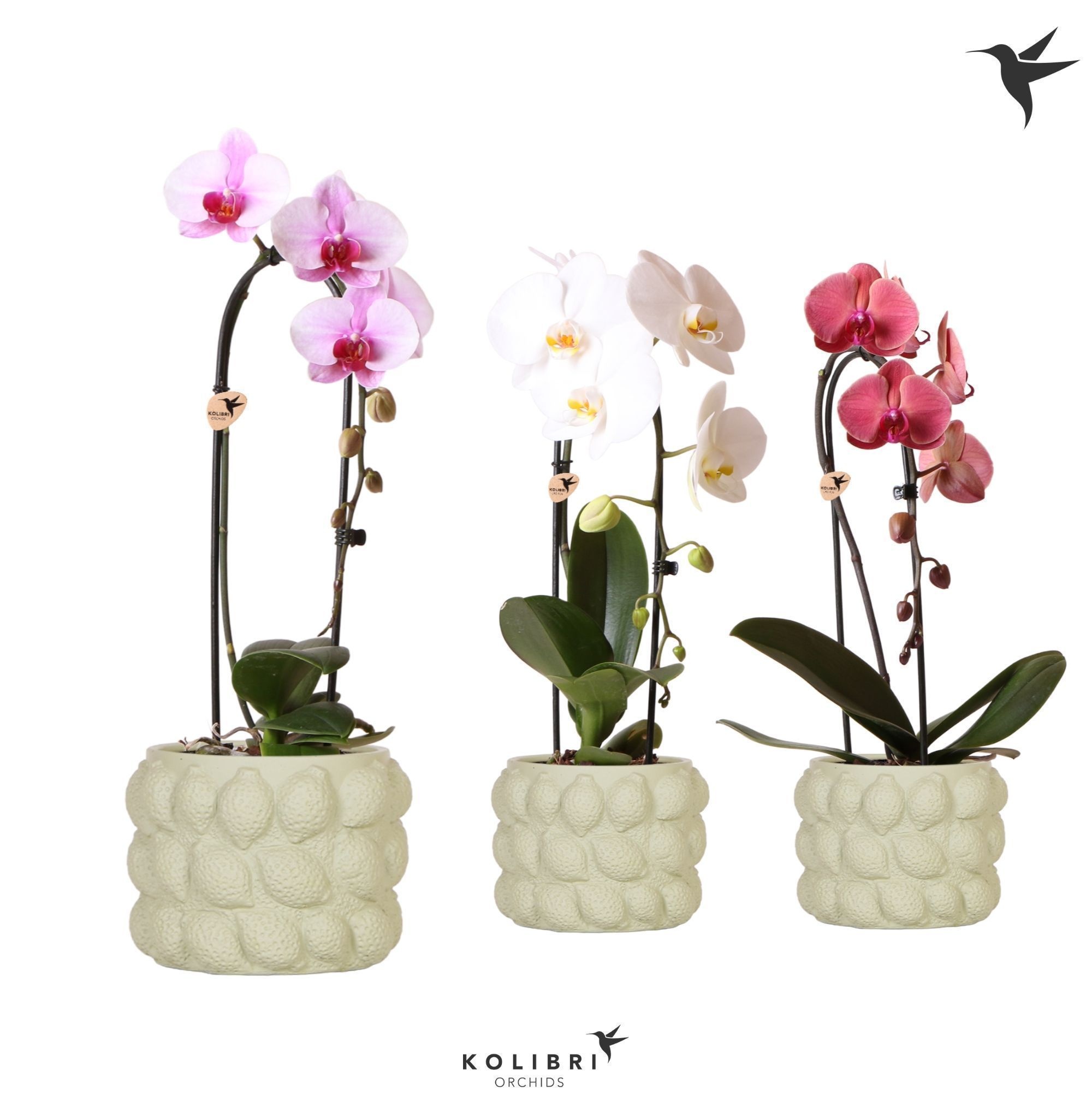 Kolibri Orchids Cascade Niagara Fall mix 1 spike in Citrus pot green, D 12