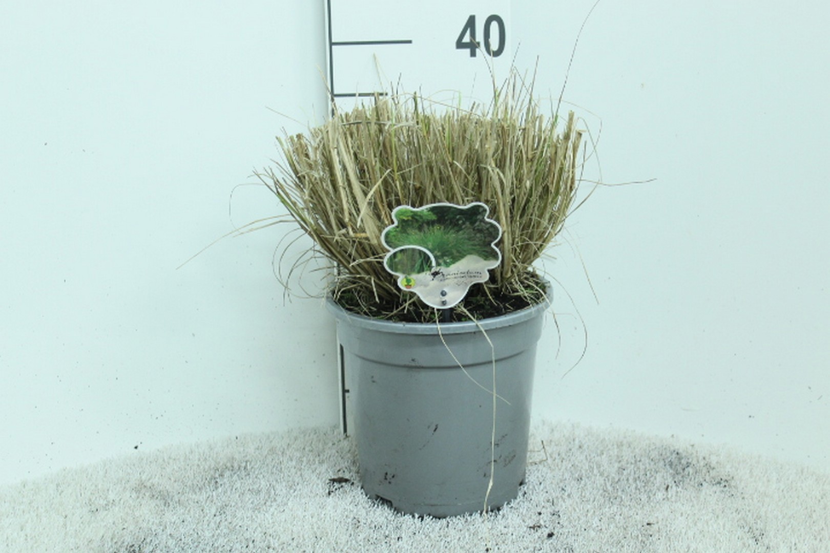 Pennisetum alop. 'Hameln' zilveren pot P21, D 21