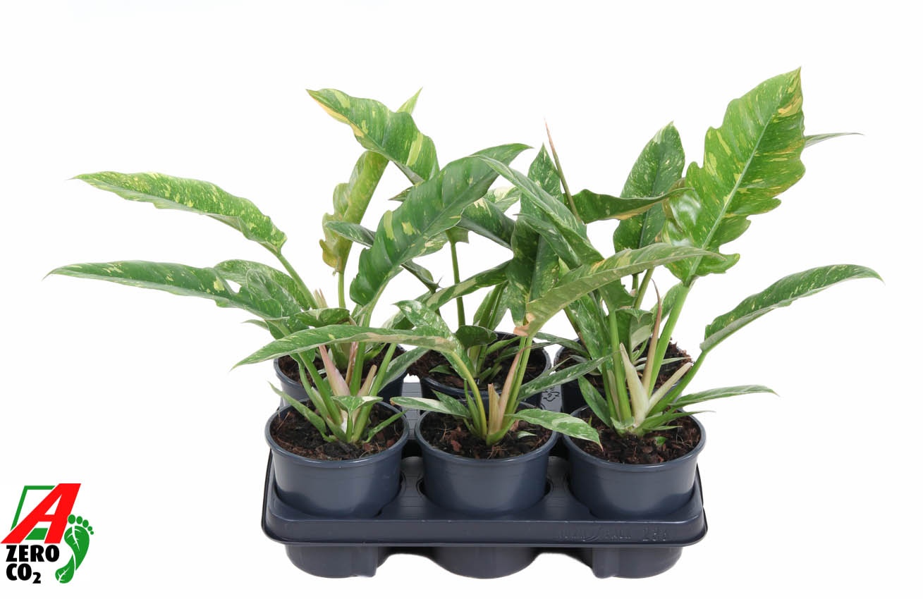 Philodendron Ring of Fire P13, D 13