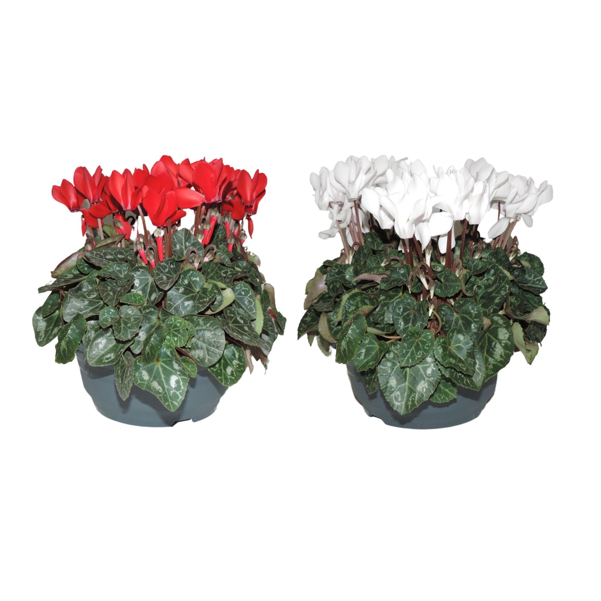 Cyclamen Super Serie Rood en Wit Schaal 19 cm (Kerst), D 19