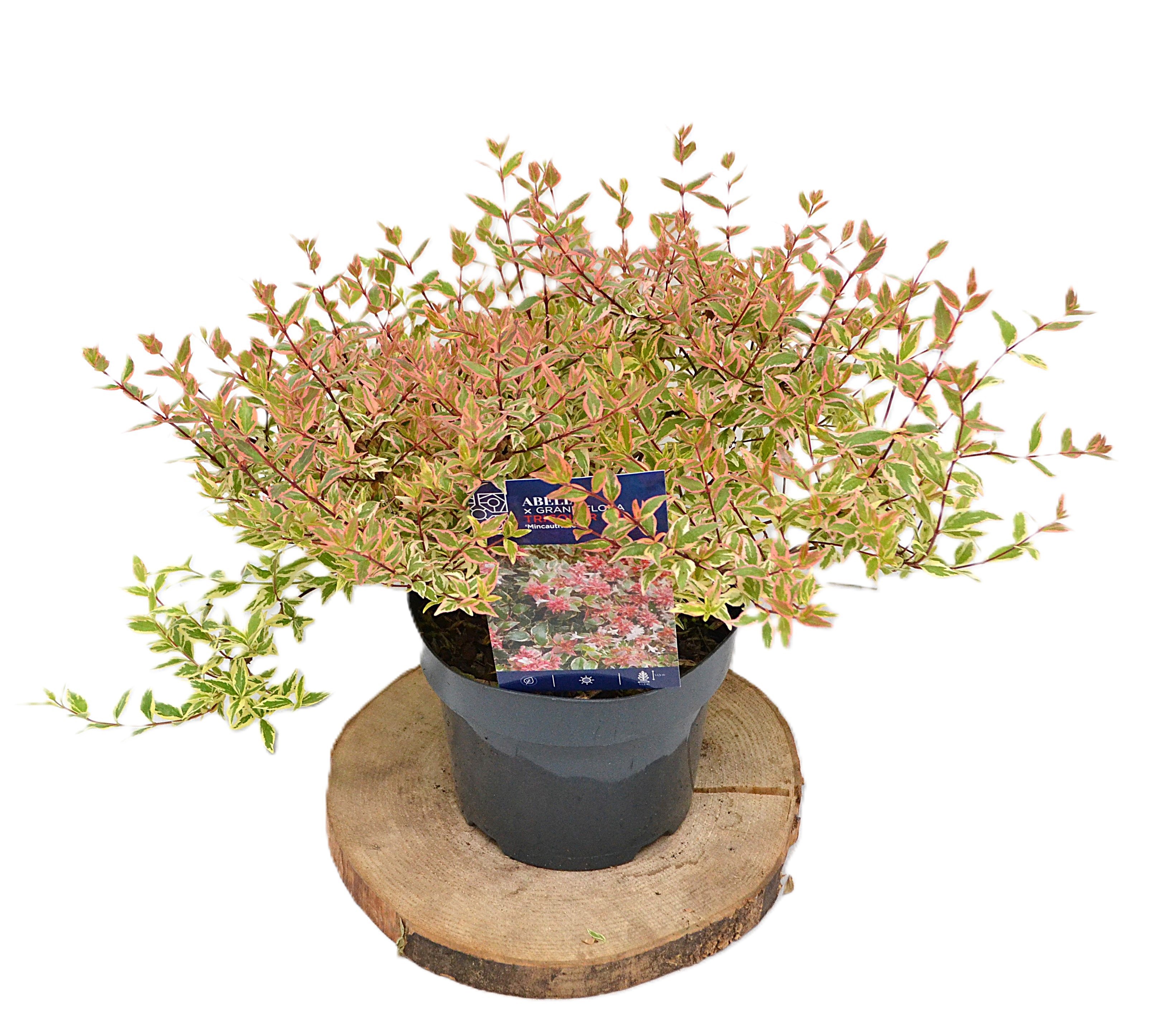Abelia grandiflora Tricolor Charm C3, D 19
