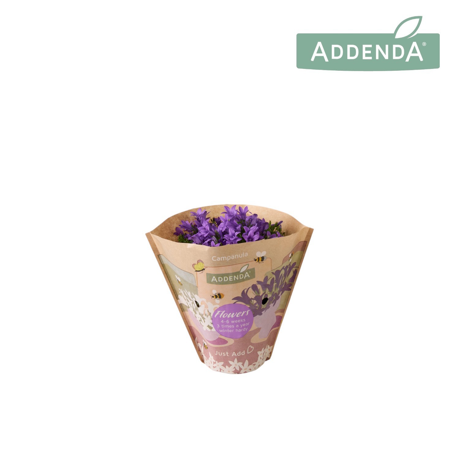 Campanula Ambella Intense Purple 10,5 cm krafthoes, D 10,5