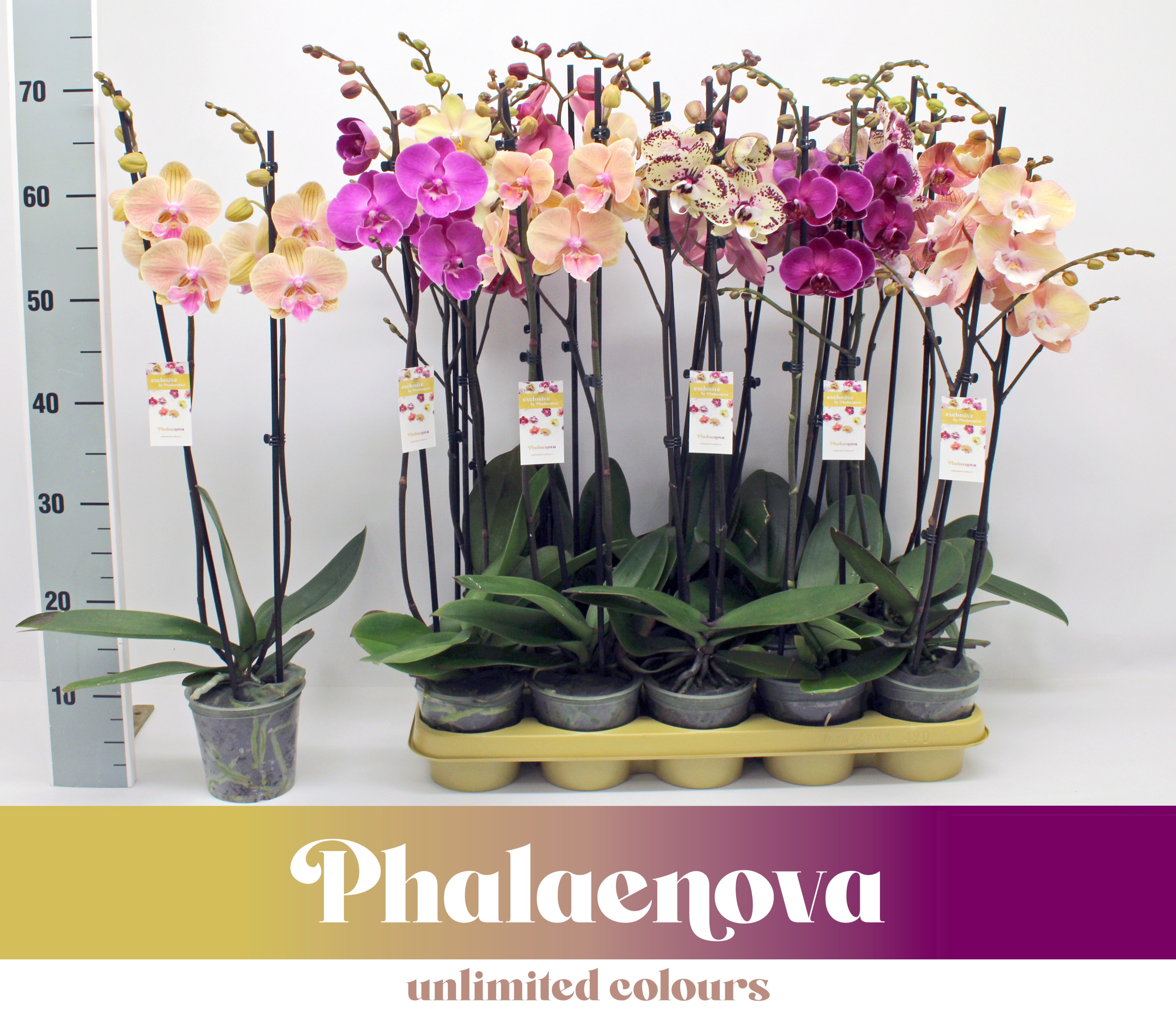 Gemengd 2-tak 70cm - NEW TYPES MIX, D 12