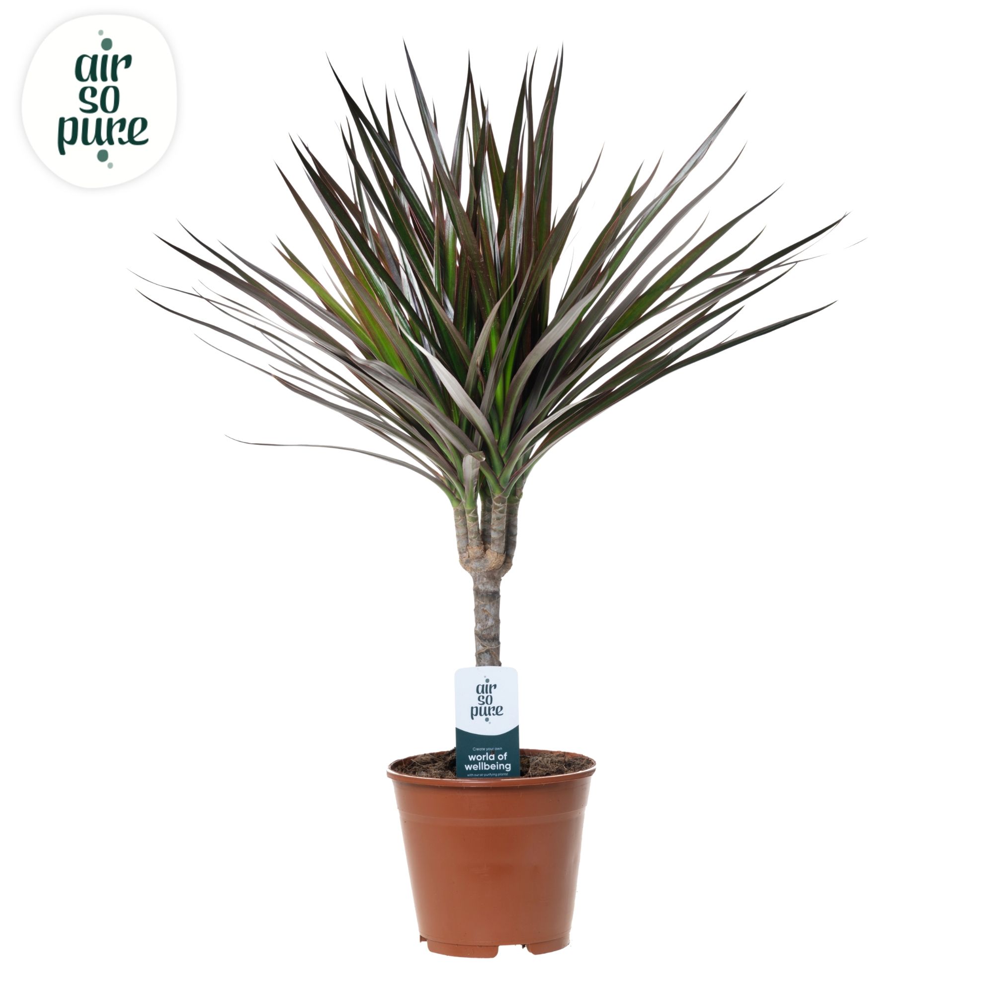 Dracaena Magenta p14 (Air So Pure), D 14