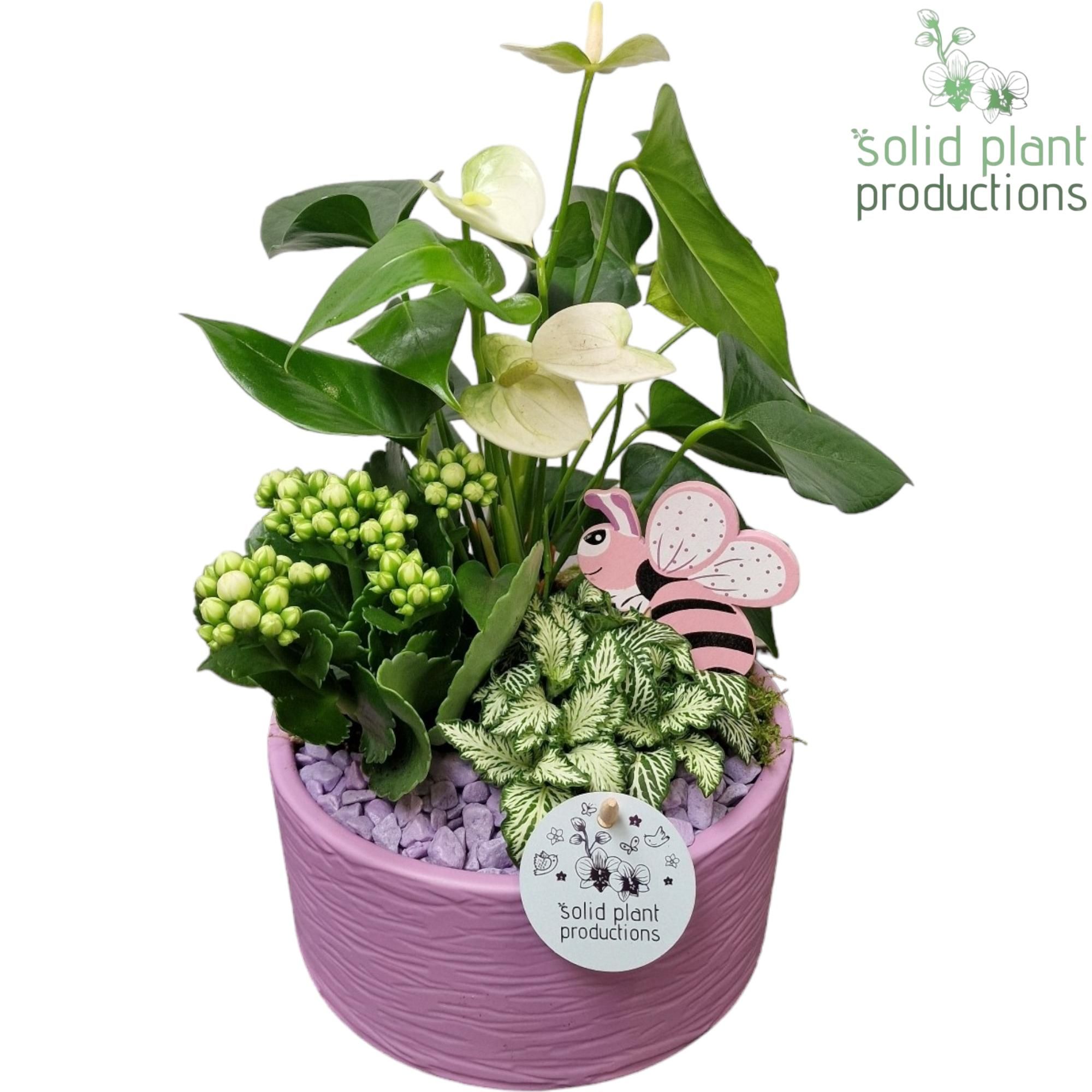 AT003 Loes Lila Anthurium, D 22