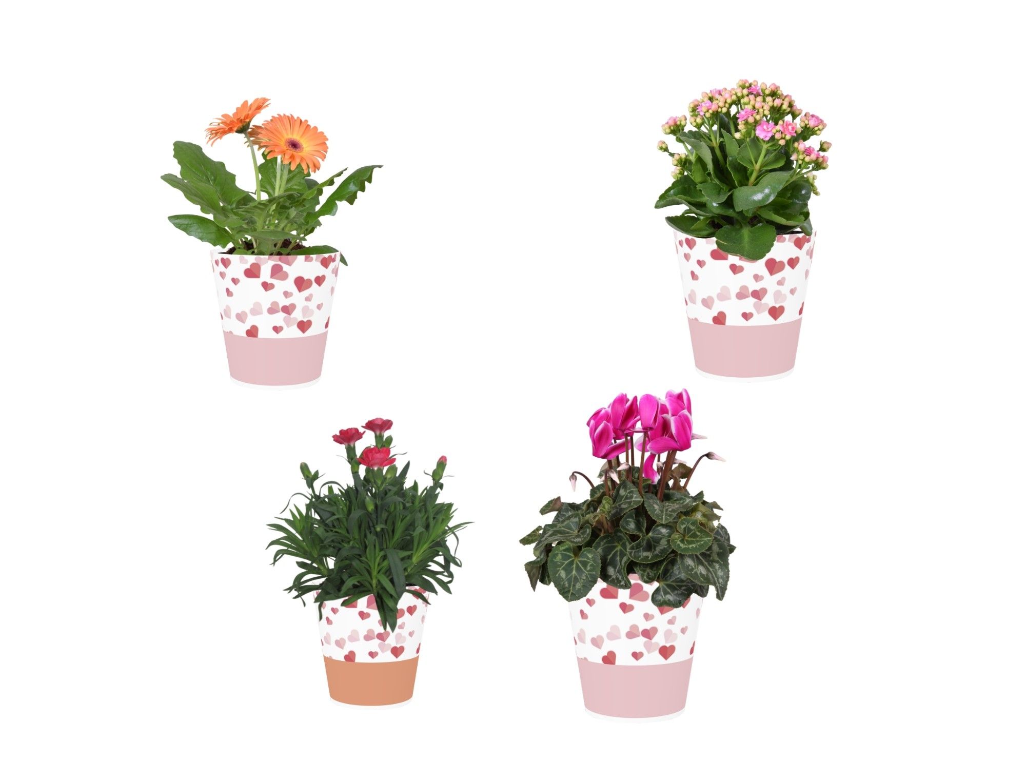 Collectie 'Party Love' Bloeimix in smartcup Candy, D 12