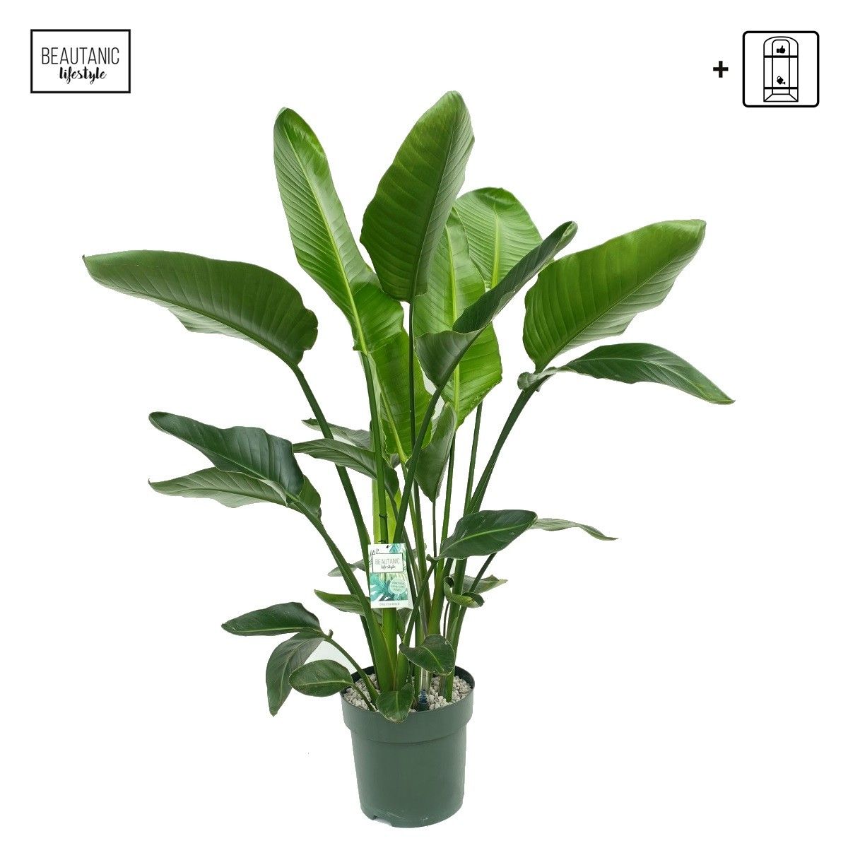 Strelitzia Nicolai, D 30