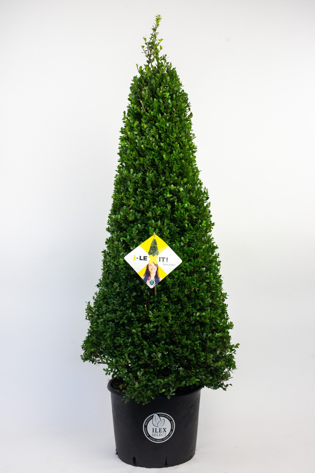 Ilex crenata Dark Green, P36, Kegel 110-120cm, D 36 cm