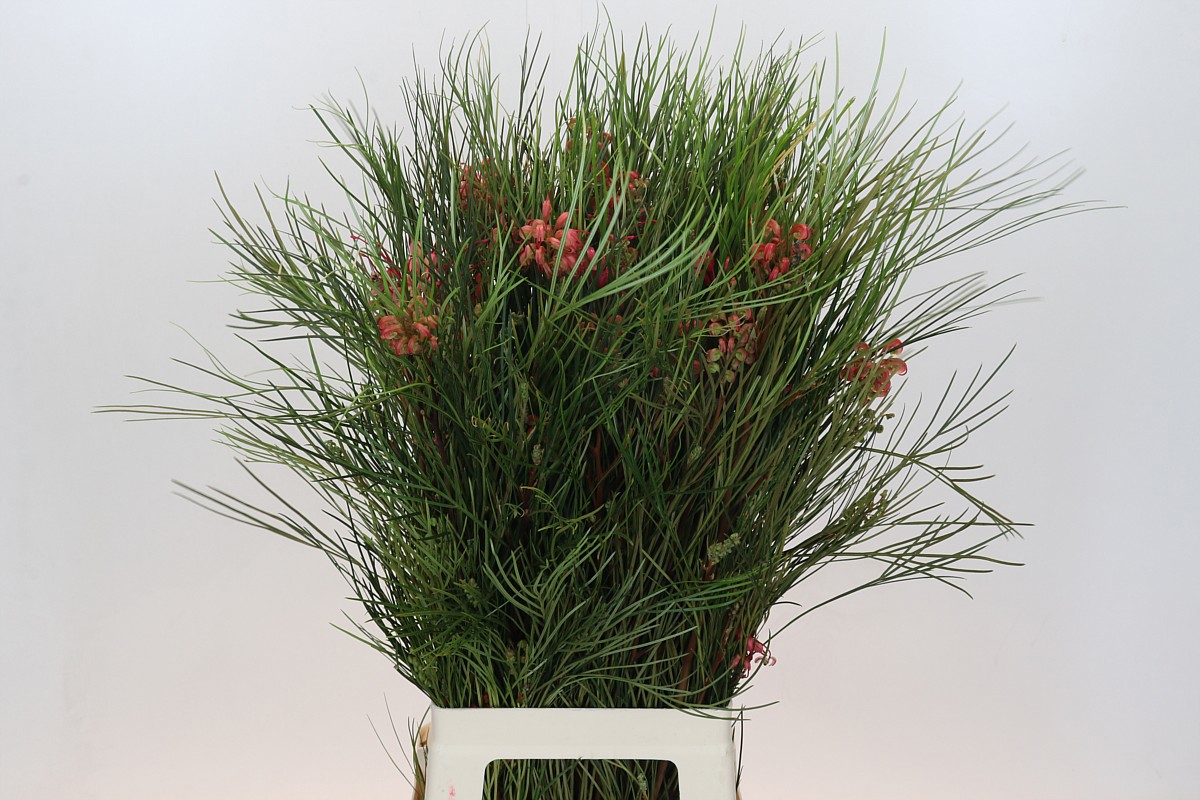 Гревиллея Джонсони 80, шт.