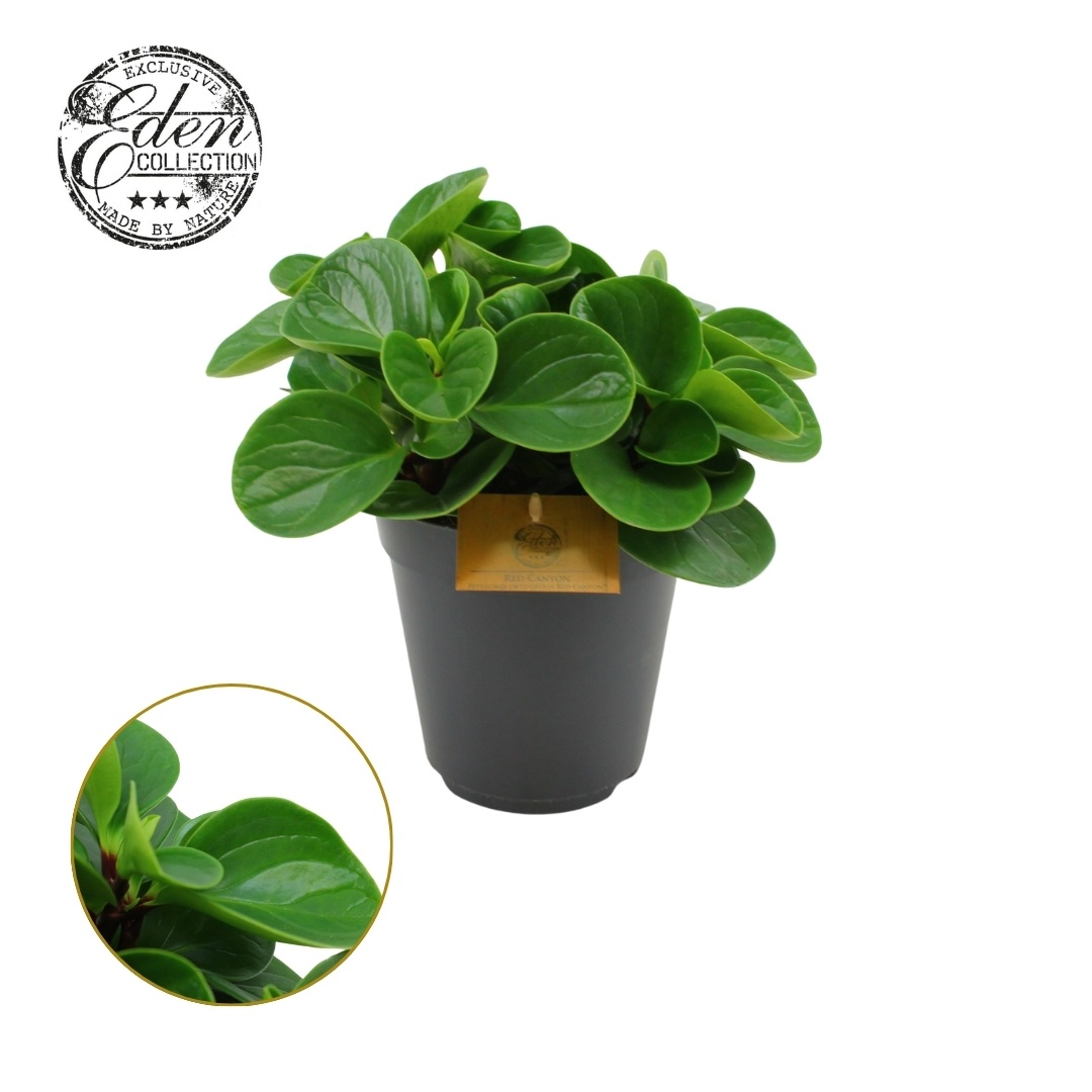 Peperomia Obtusifolia Red Canyon 15cm, D 15 cm