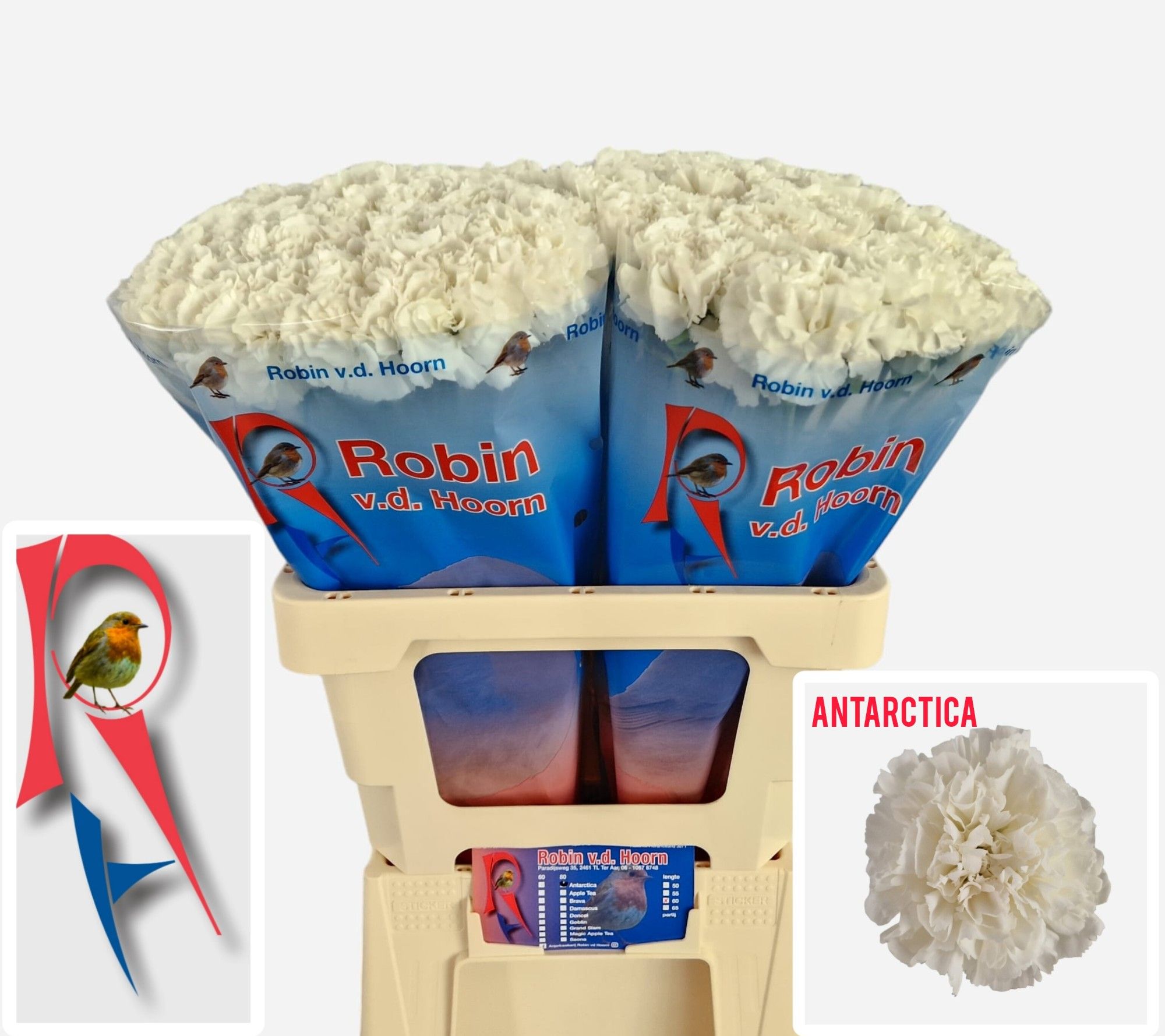 Диантус од. Антарктика, шт.