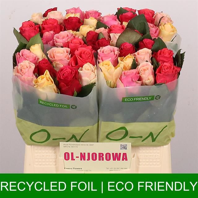 Роза од. Такази Микс 40, шт.