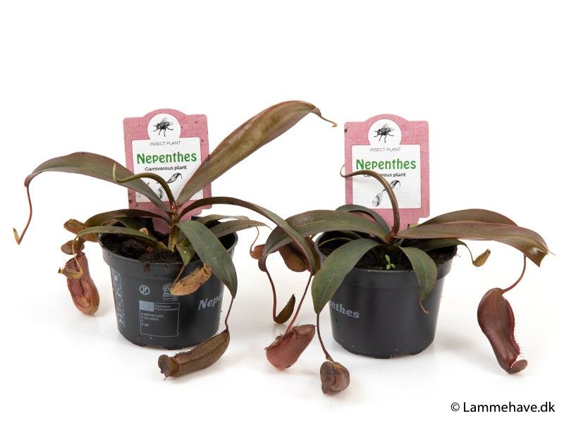 NEPENTHES-HYBRIDER 'Sanguinea' 147, D 9