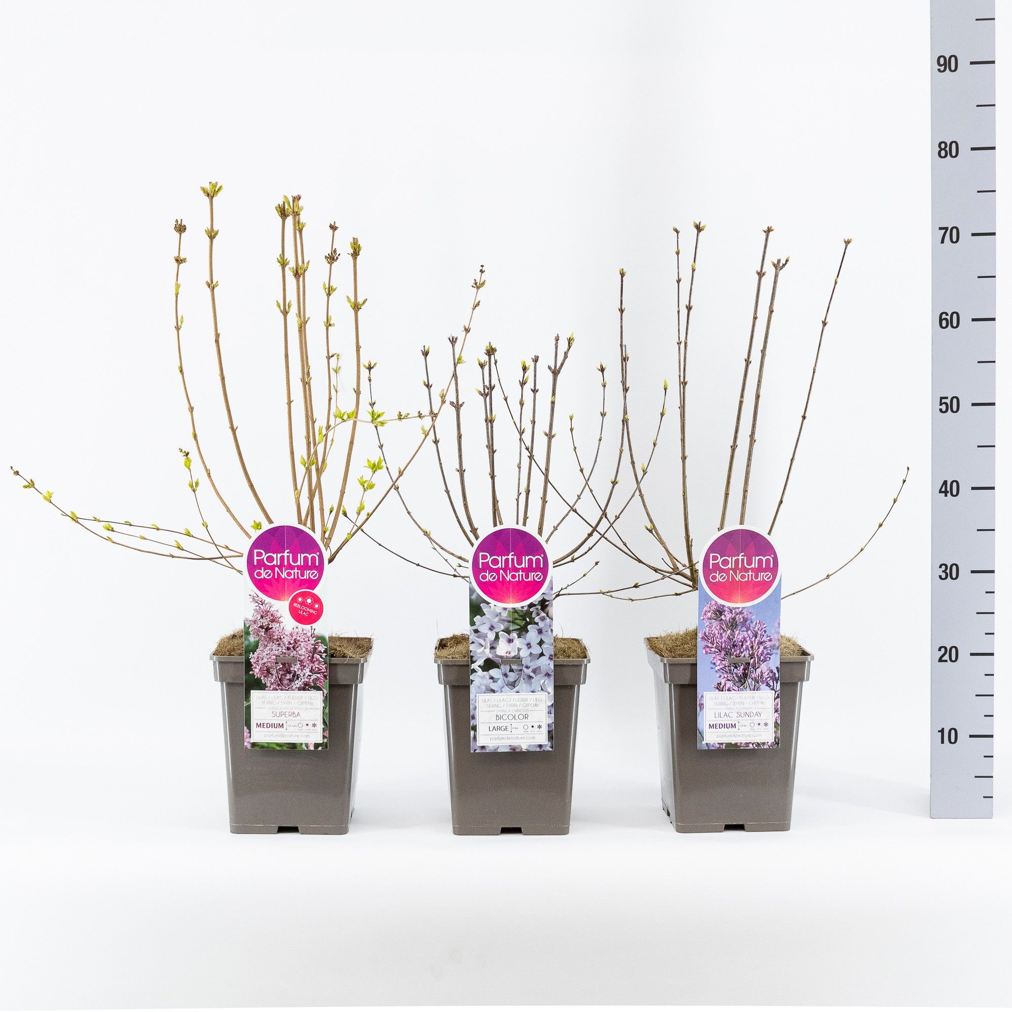 Syringa Botanisch mix, C5, D 23