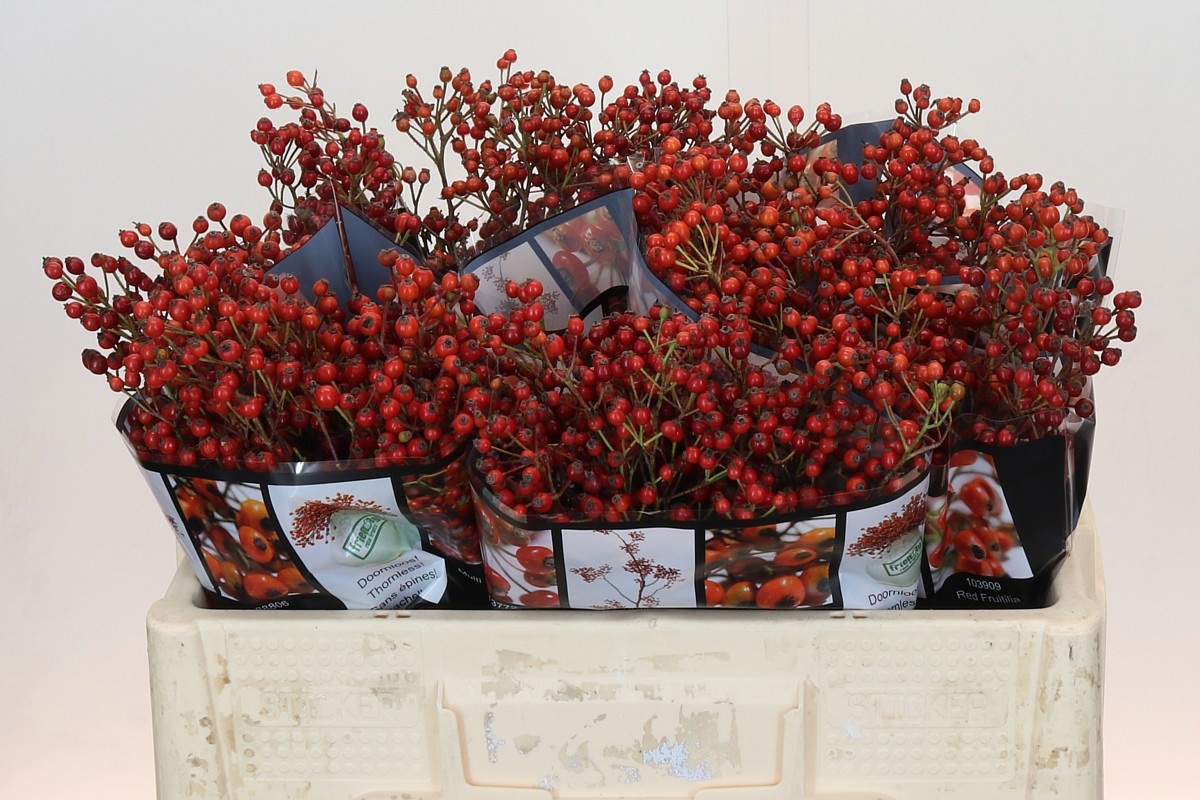 Рузботель Роузфрут Элит 50, шт.