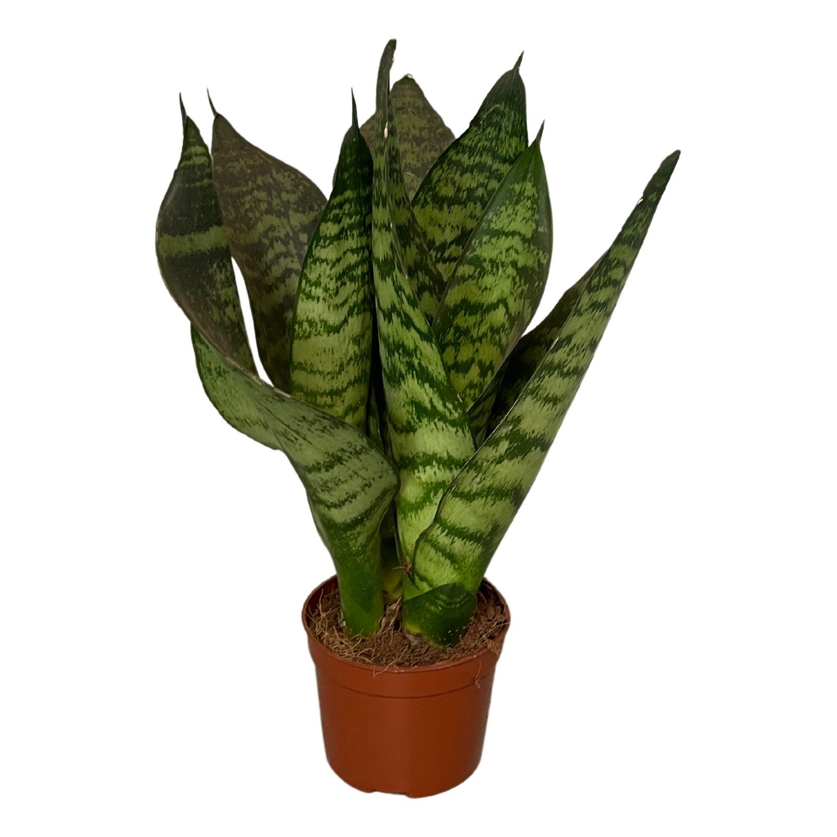 sansevieria zeylanica 2pp, D 9