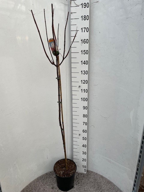 Hydrangea pan. Early Sensation 110-120 stam P28 C10, D 28