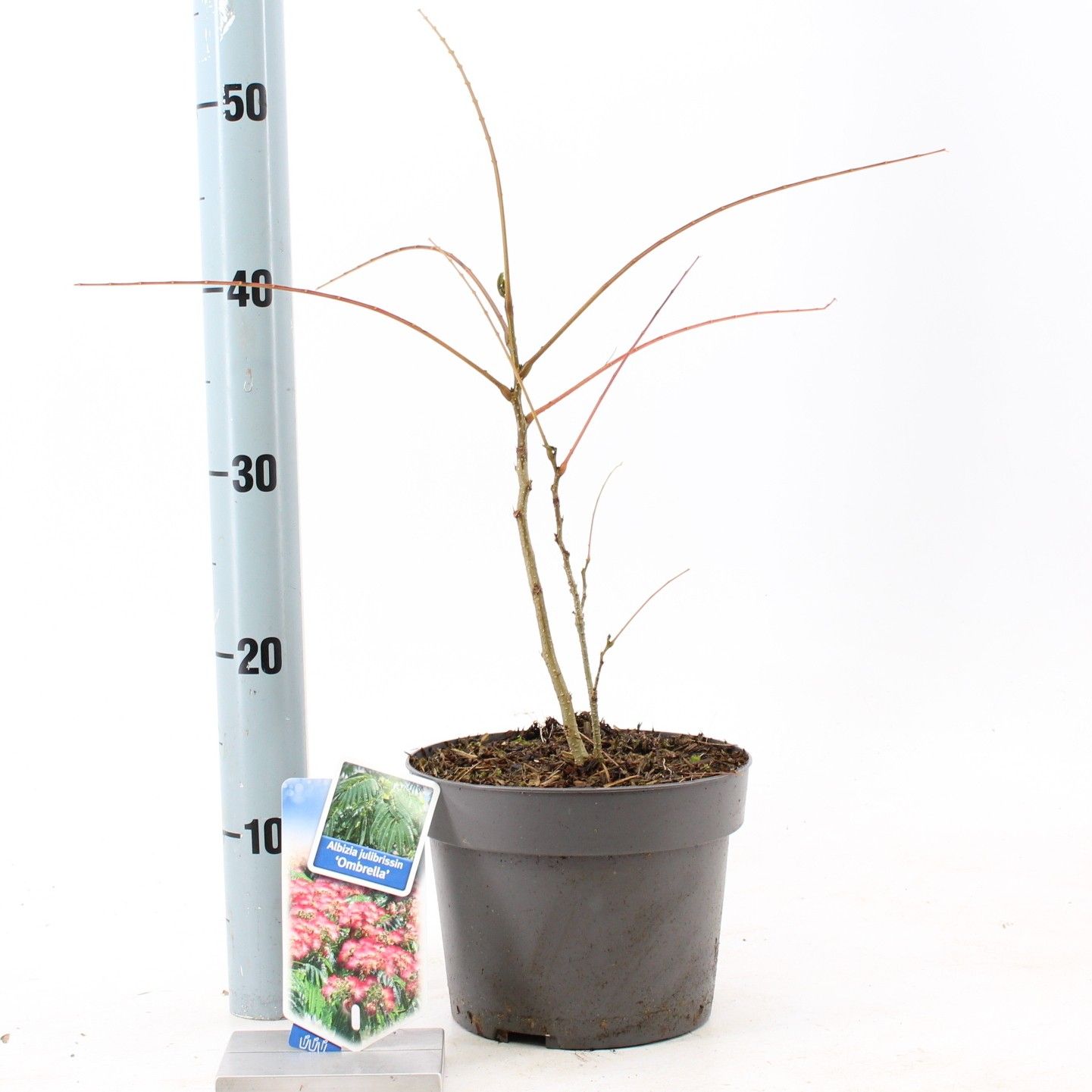 Albizia julibrissin Ombrella® ('Boubri'PBR), D 19