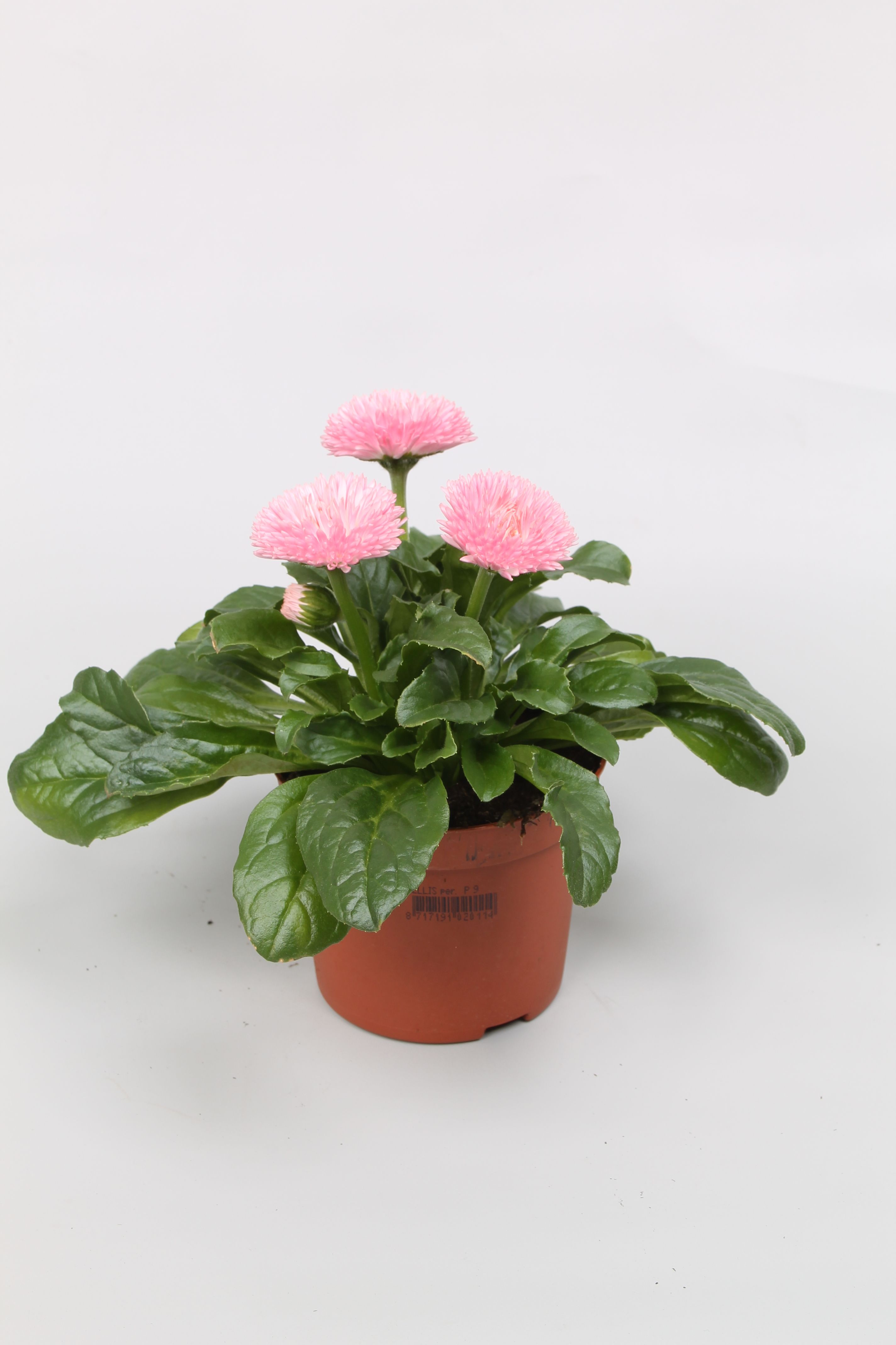 Bellis Robella Rose p9, D 9
