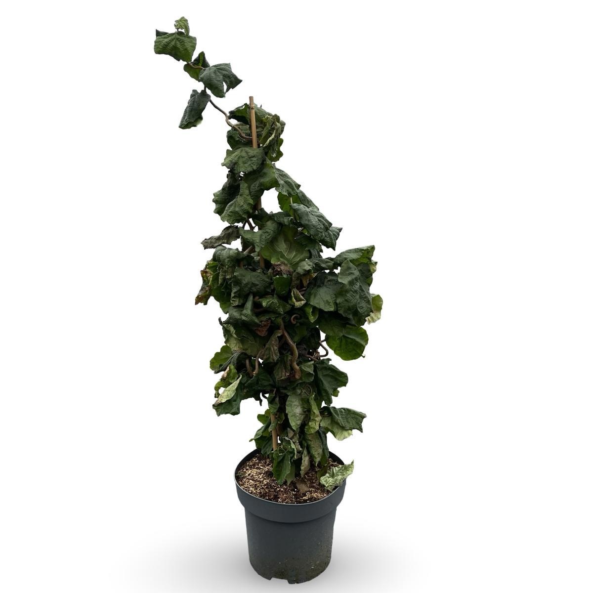 Corylus a. 'Contorta', D 31 cm