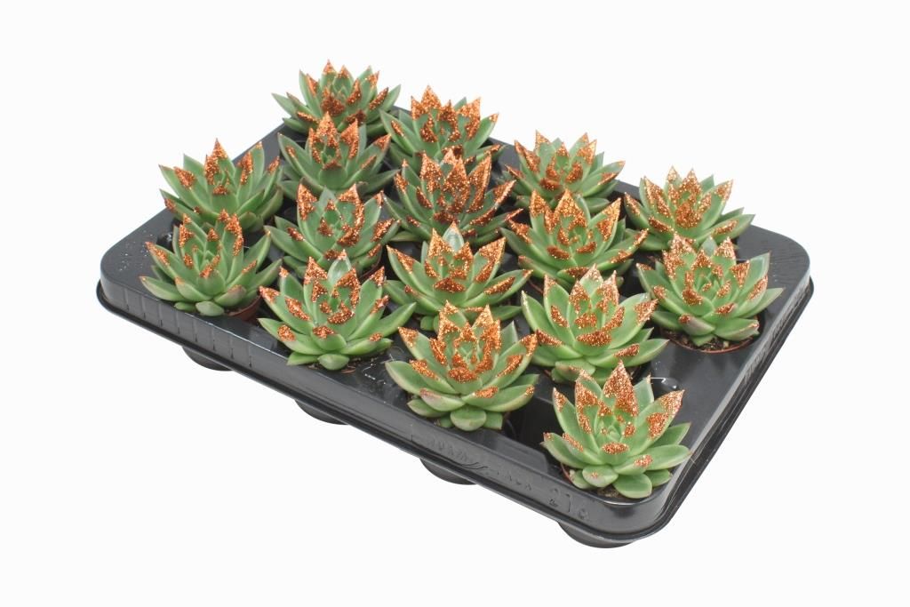 Miranda + bronze Natureglit® points, D 6 cm