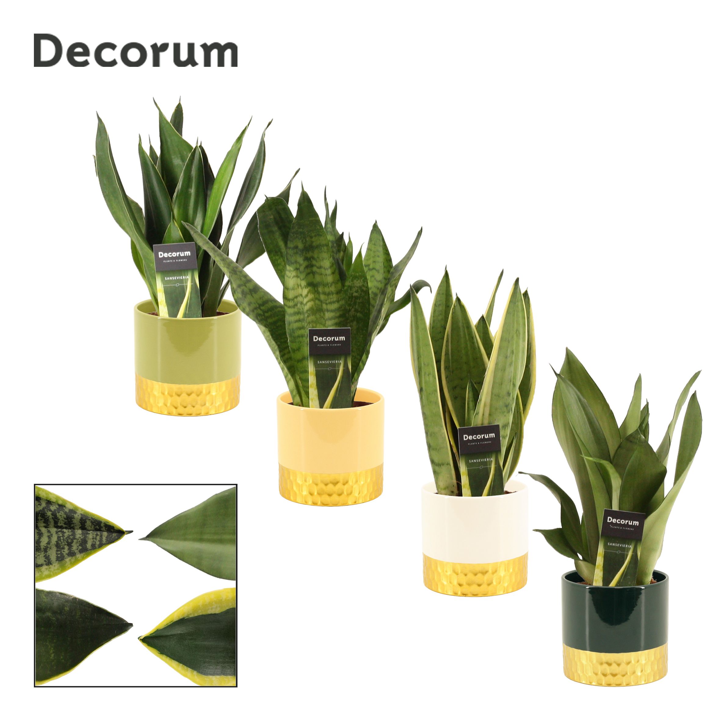 Sansevieria super mix 12 cm in Frederique (Top blend-collection), D 12 cm Sansevieria super mix 12 cm in Frederique (Top blend-collection), D 12 cm