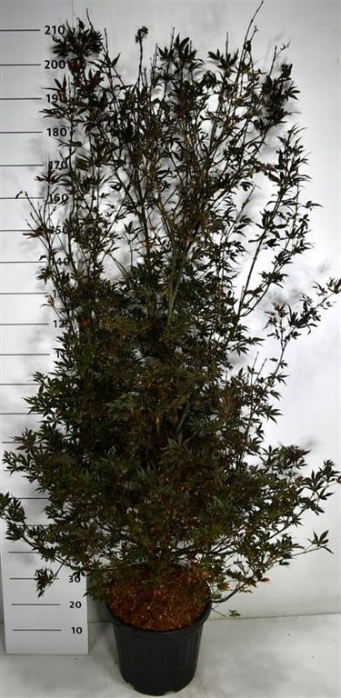 Acer pal. 'Skeeter's Broom', D 40