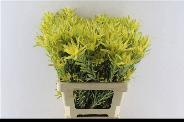 Леукадендрон Пицца 60, шт.