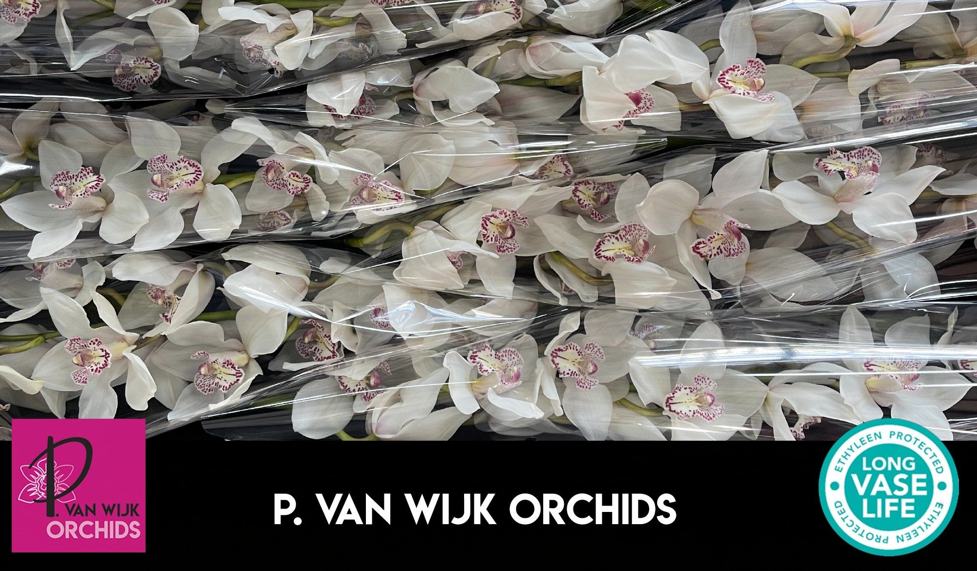 Цимбидиум Мистер Шугар Ли x6 80, шт.