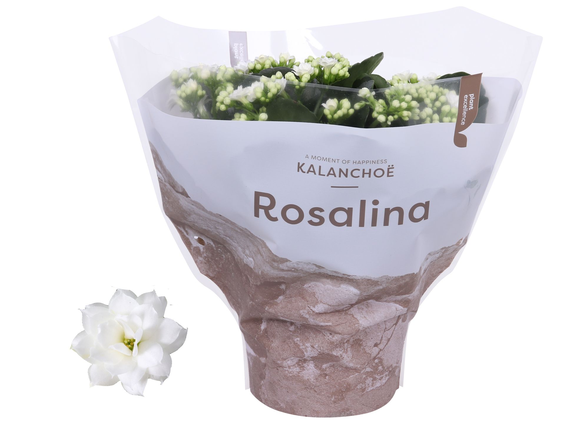 Kalanchoe Rosalina 15cm TST Don Dione, Witte hoes, D 15