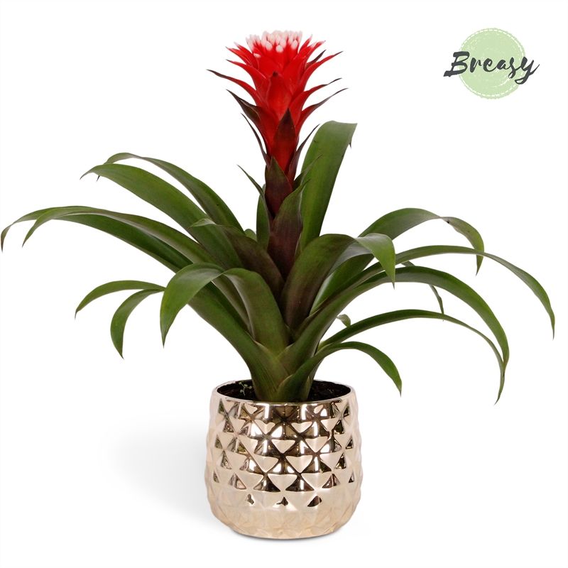 Guzmania Rockyflower Hope - 13cm in Royal Crown | Mimesis, D 12