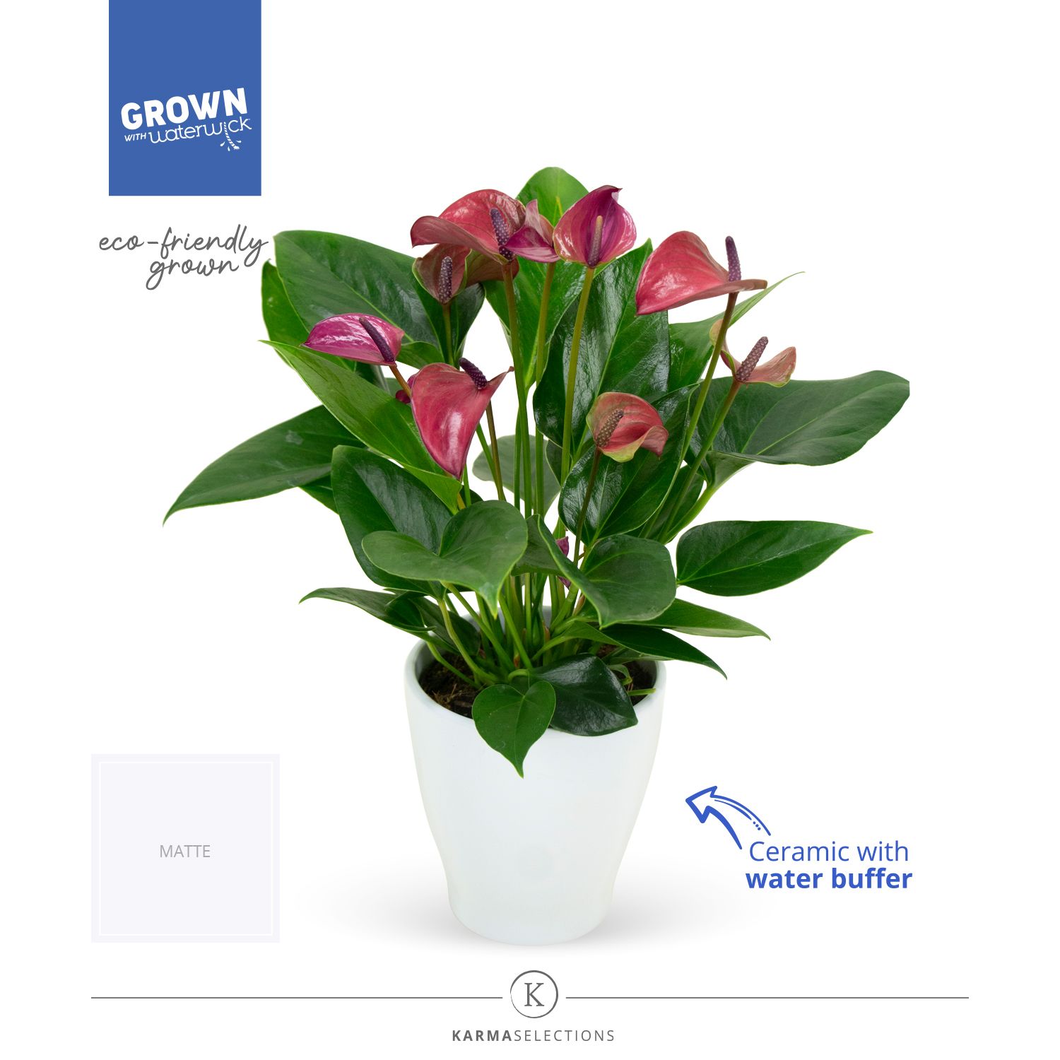 Mimesis Anthurium KARMA Purple - Carolina White, D 12 cm